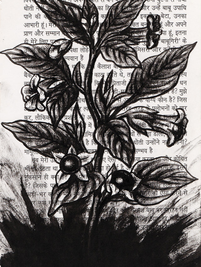 Belladone, encre de chine sur page de livre, 2018