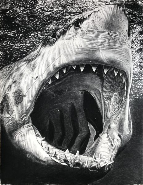 Carcharodon Carcharias