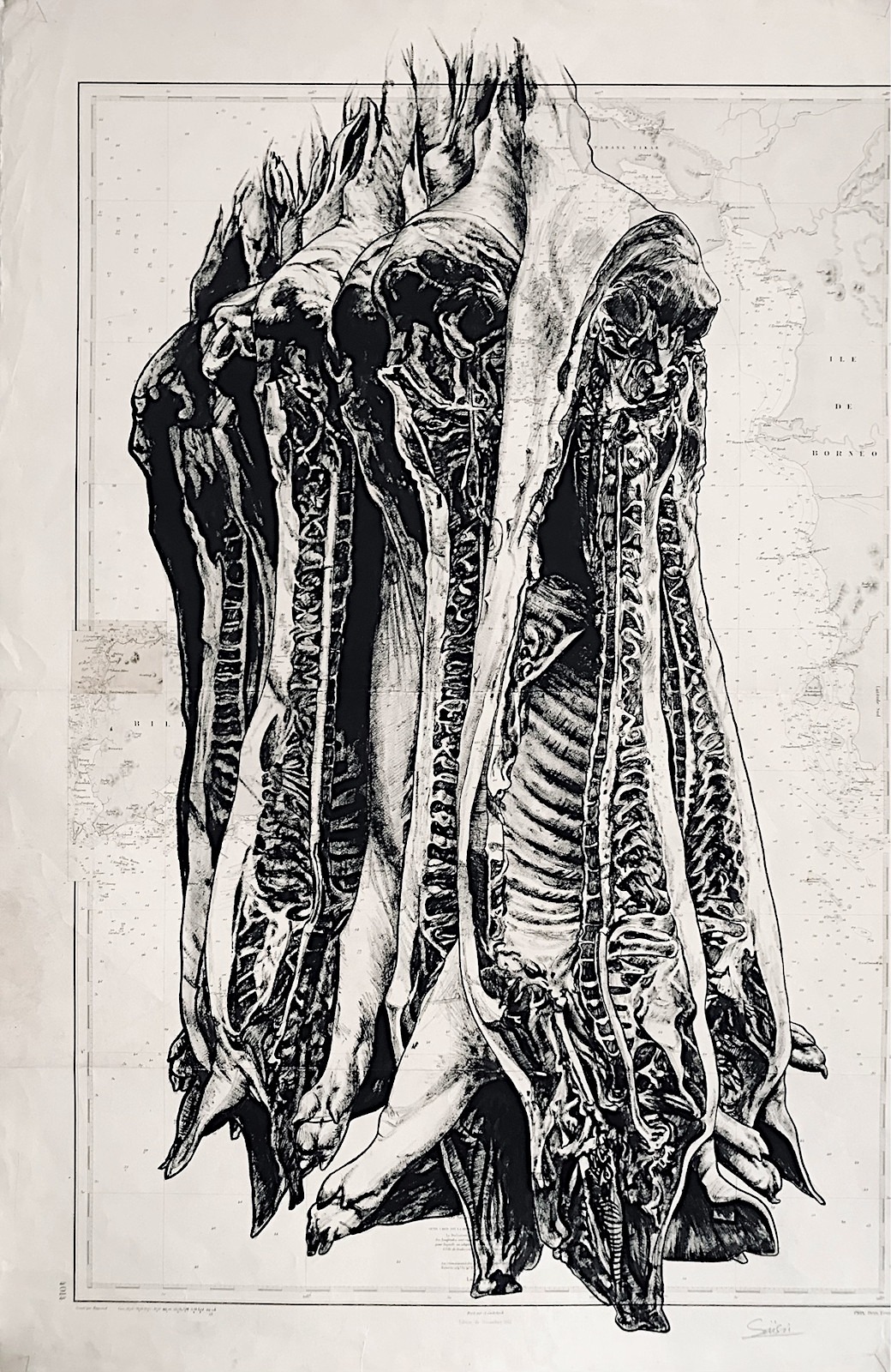 Carcasses, encre de chine sur cartes marines