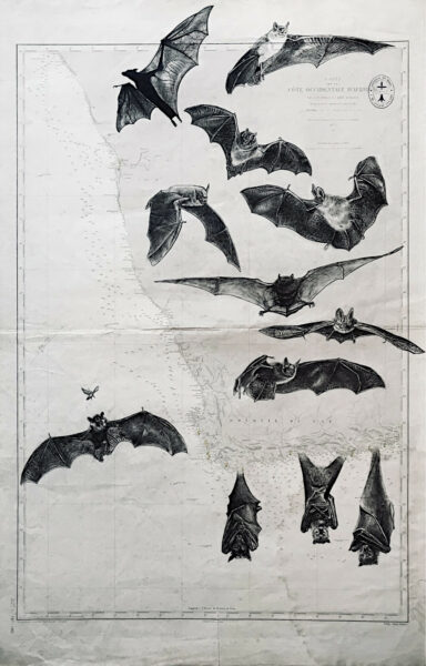Chauves souris, encre de chine sur cartes marines