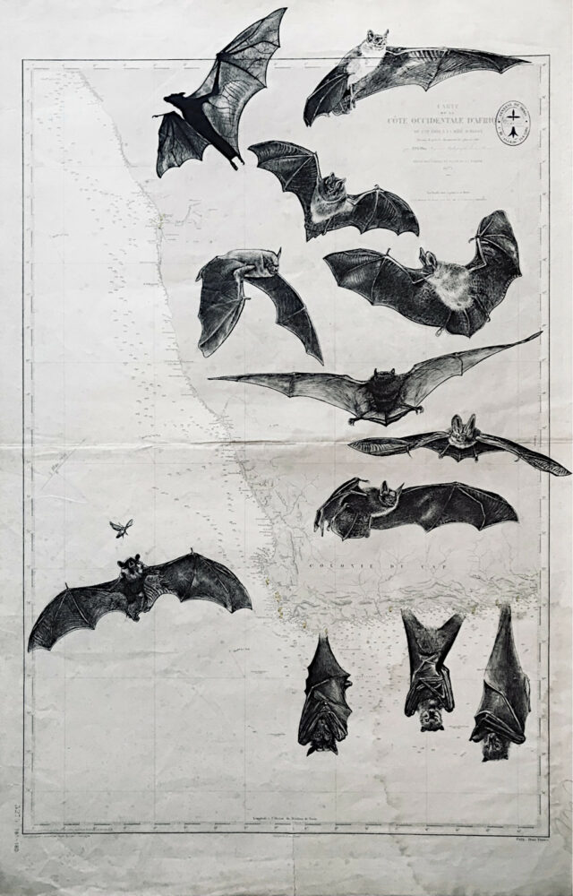 Chauves souris, encre de chine sur cartes marines