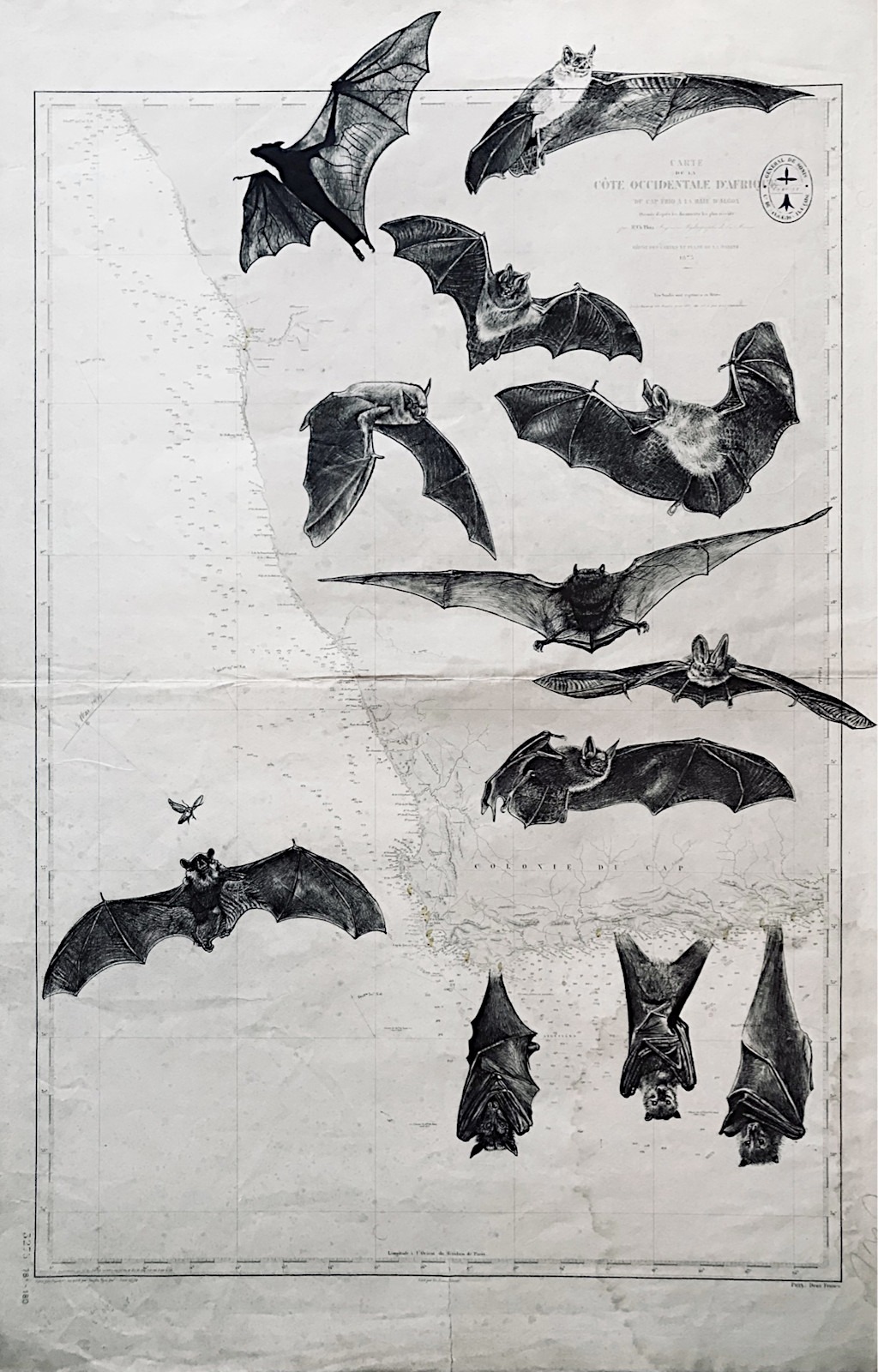Chauves souris, encre de chine sur cartes marines