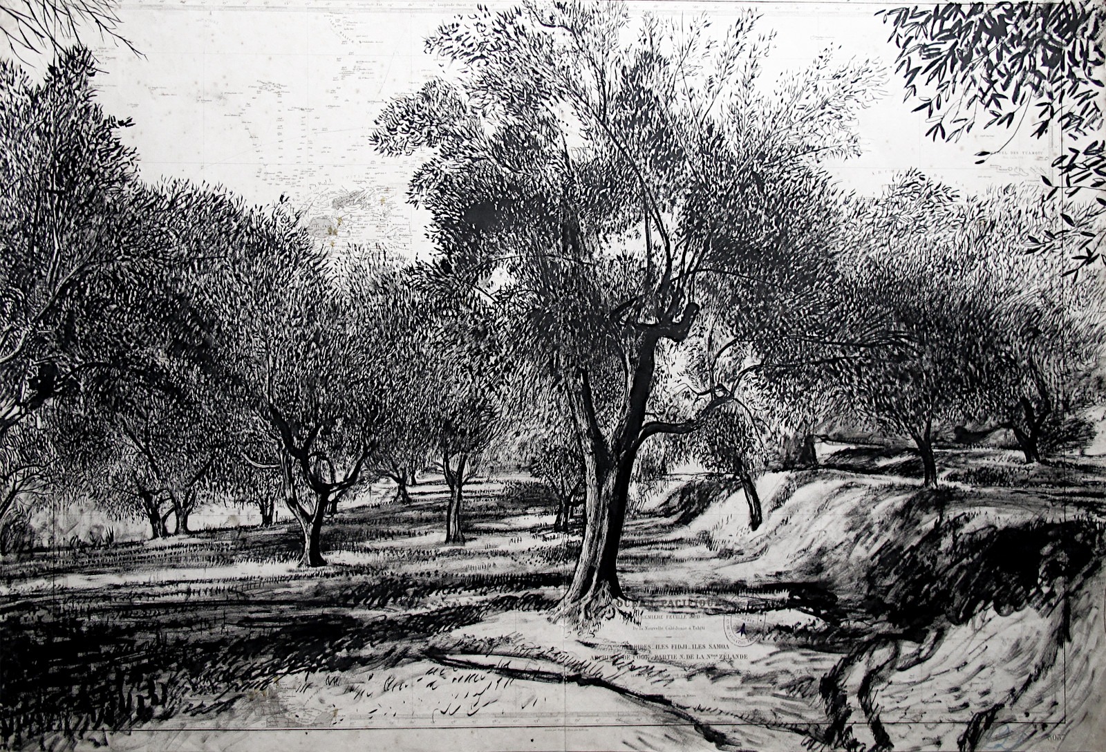 Oliveraie, dessin sur carte marine