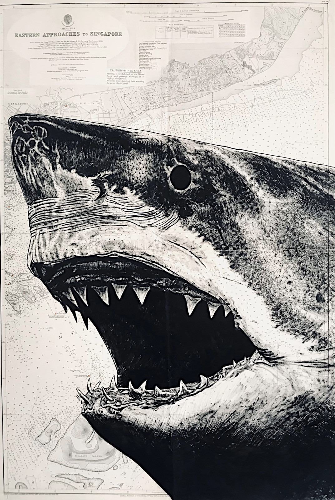 Requin, encre de chine sur cartes marines