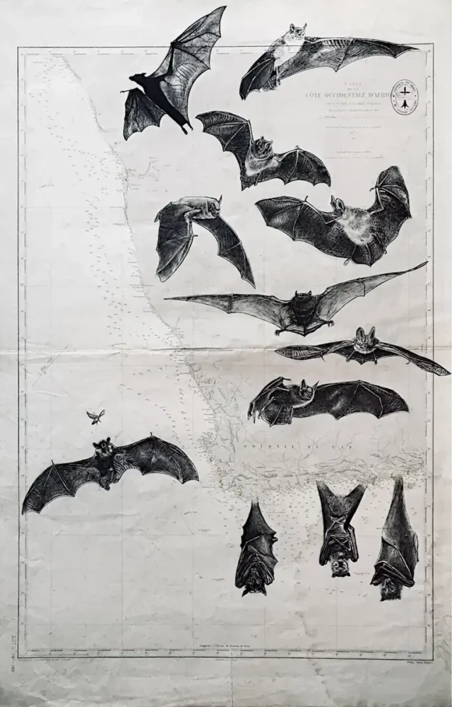 Chauves-souris - dessin contemporain de Franck Saïssi, encre de Chine sur carte marine