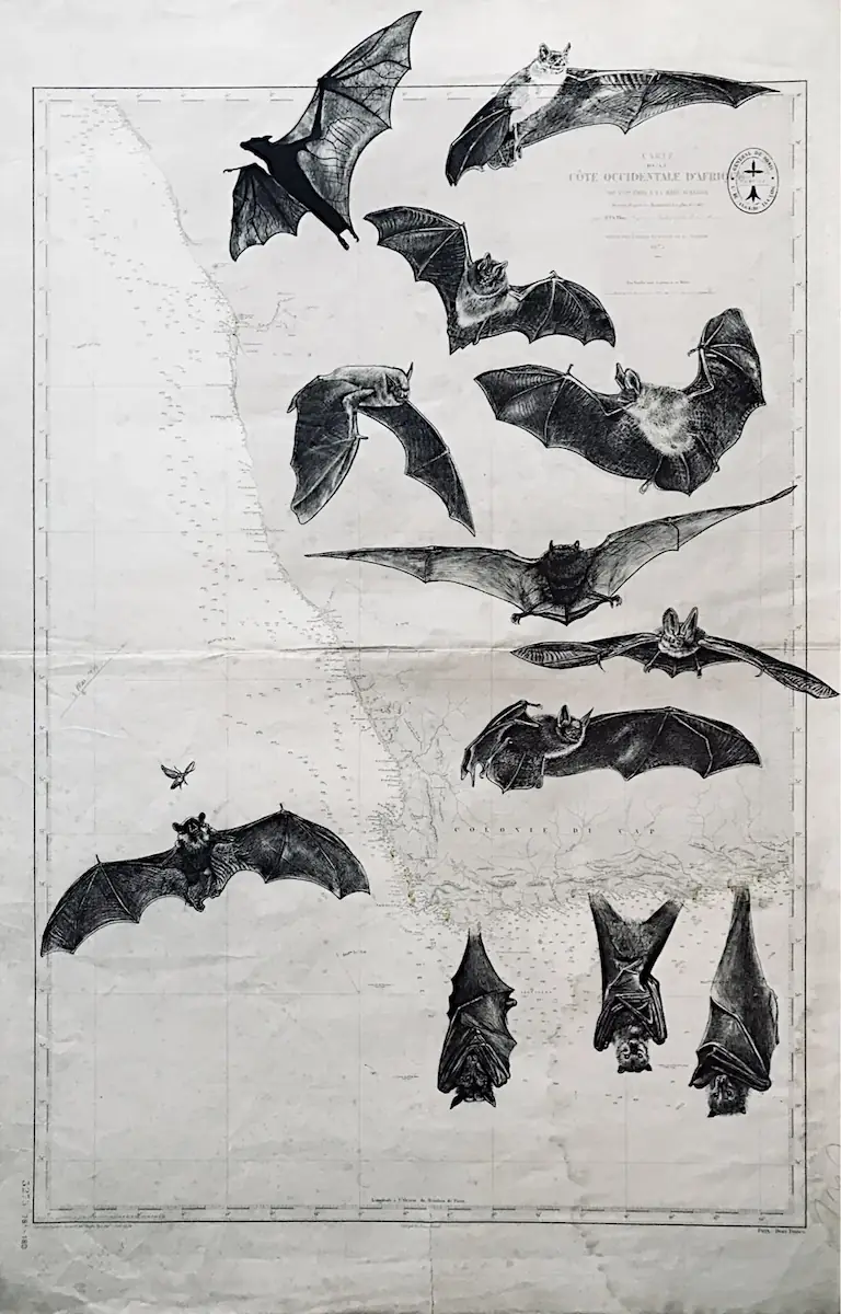 Chauves-souris - dessin contemporain de Franck Saïssi, encre de Chine sur carte marine