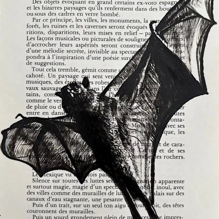 Chauve-souris, encre de Chine sur page de livre par Franck Saïssi
