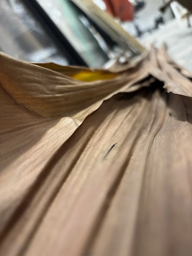 Fibres, texture végétale, cycle persistence, atelier de Franck Saïssi